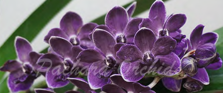 Vandachostylis Thailand x Rhy. gigantea (TD-25) — Motes Orchids